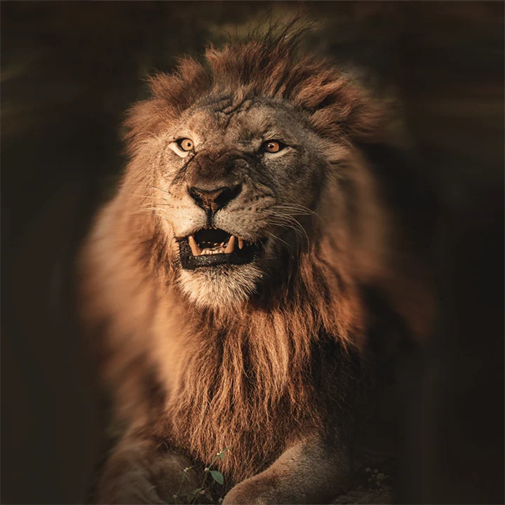 אריה להדפסה על זכוכית