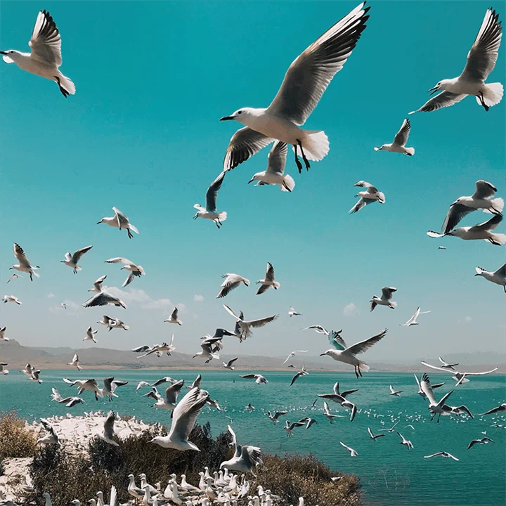 שחפים הדפסה על זכוכית