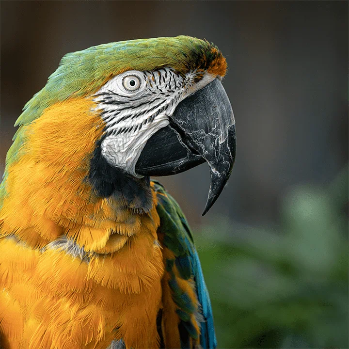 תוכי הדפסה על זכוכית